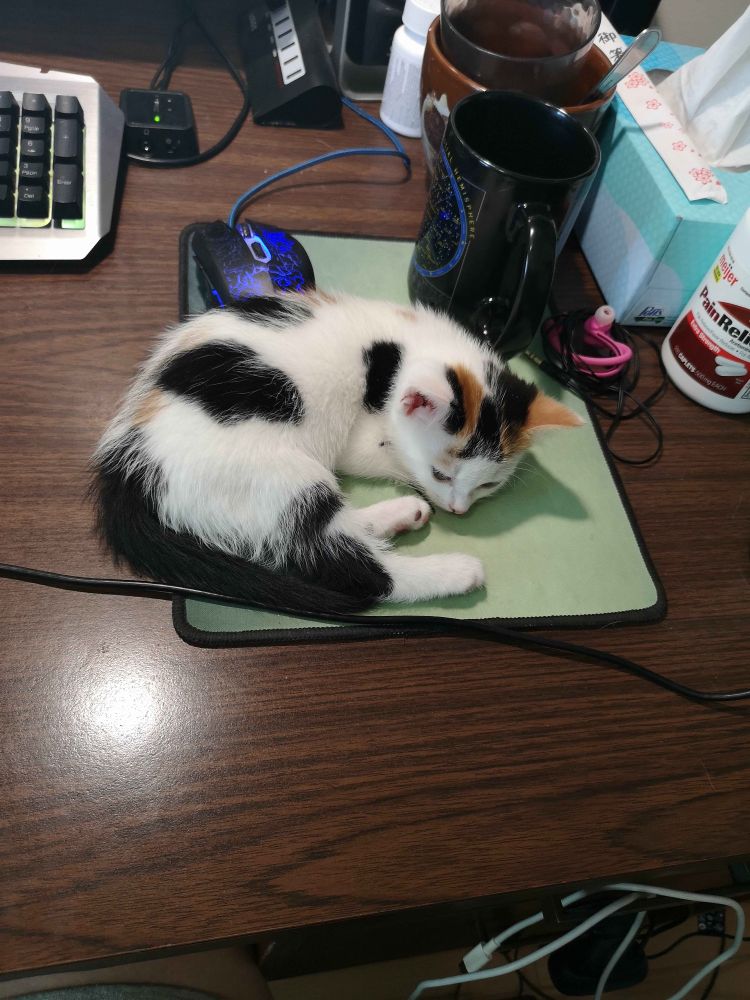 A calico kitten laying on a mousepad next to a coffee mug, which is larger than she is, she really has no idea how small she is.