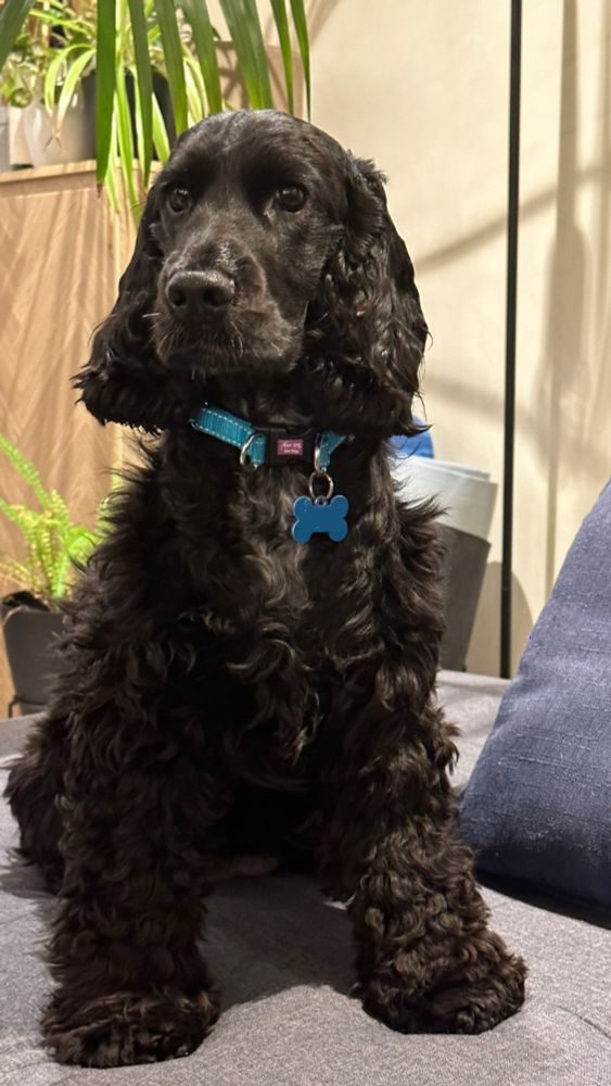 Black cocker spaniel on a couch 