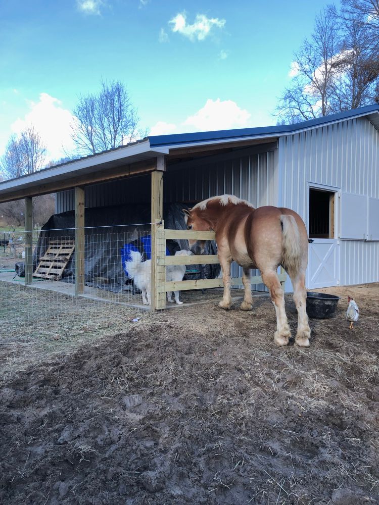 Handsome Belgian horse butt as he leans over the fence to smell the happy dog 