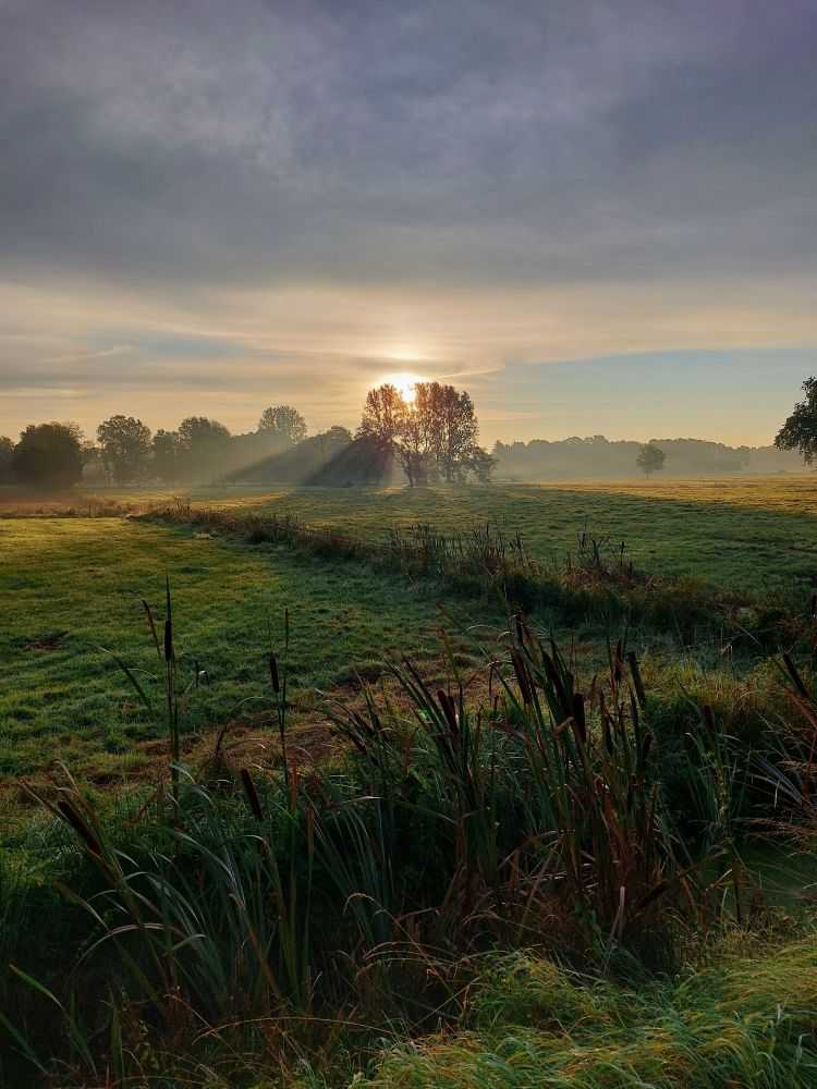 Ein Bild vom Sonnenaufgang. Die grünen Wiesen sind vom Nebel bedeckt. Im Vordergrund ist Schilf mit braunen Kolben zu sehen. Im Hintergrund ist eine Reihe Bäume, durch deren Kronen die Sonne scheint