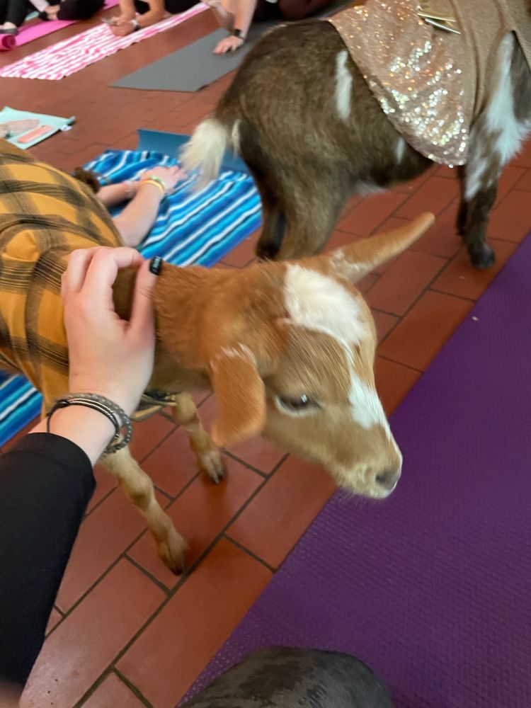 A person pets a Nigerian dwarf goat that is wearing a yellow plaid shirt. The goat in the sparkly pink dress is in the background.