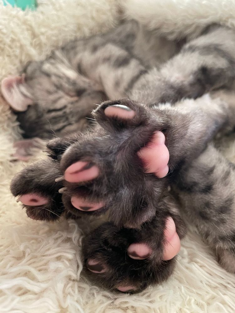 Cat sleeping with his paws stretched towards the lens, black eyed pea toe beans on full display.