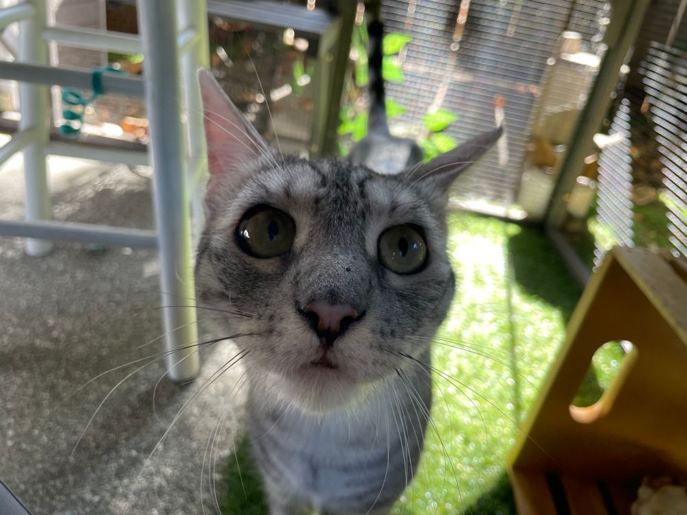 A close up picture of a cat, his face right up in the screen. He has a little dark spot right above his nose where’d boop it