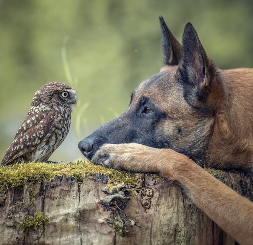 An owl looks at a dog looking at them on a log