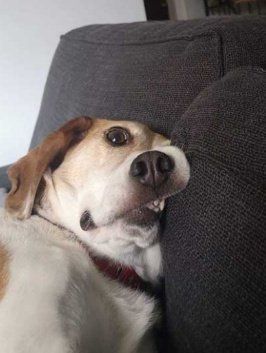 Cachorro deitado de lado com o rosto esmagado no encosto do sofá