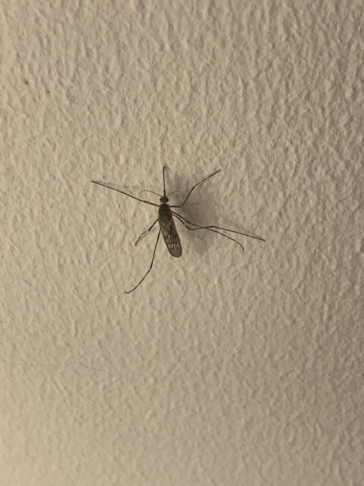 Pictures a close up of a dark mosquito sitting on a white stucco wall. It has it's six legs splayed out, and a needle like proboscis sticking out from it's head  - this structure used for blood feeding - meaning the mosquito is a female (only females blood feed. Wings are folded on over it's body . They are grey with stipling. The species is Culiseta annulata - the common house mosquito. This species is native to the UK.
