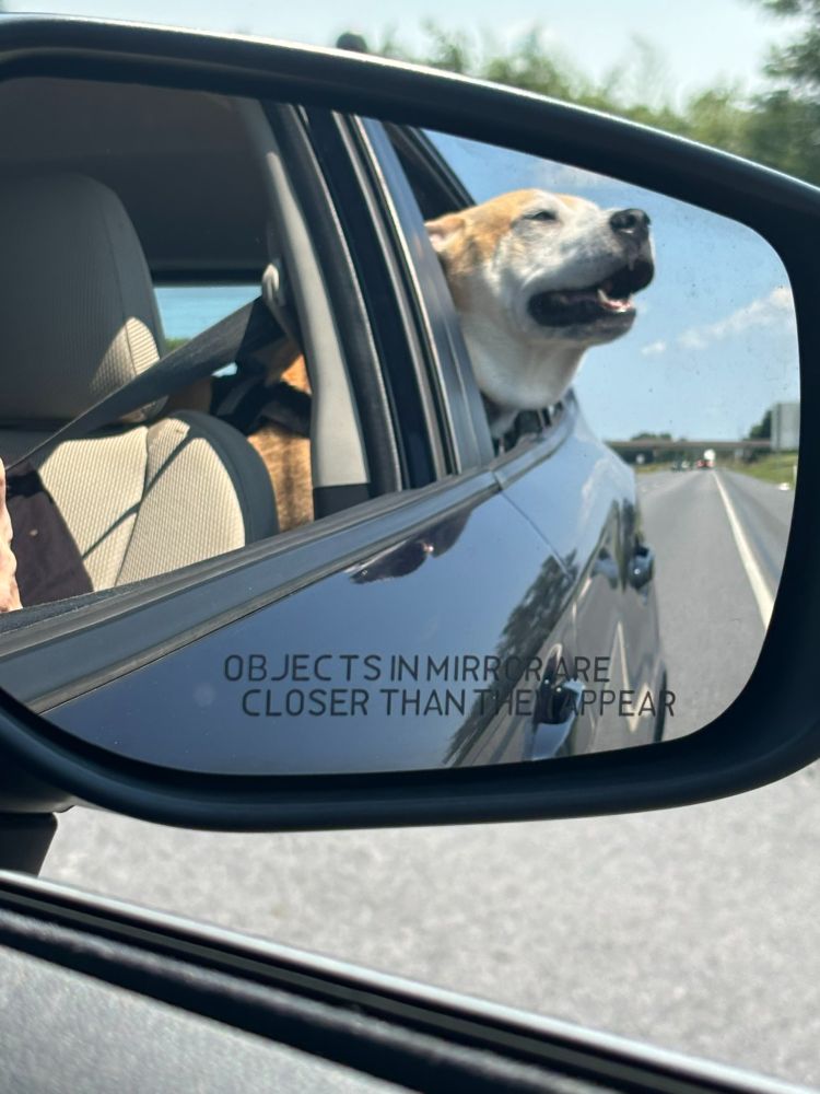 A view of a rearview mirror showing a tan and white dog sticking his head out the back window with a big smile on his face.