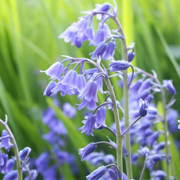 A picture of wood hyacinth flowers