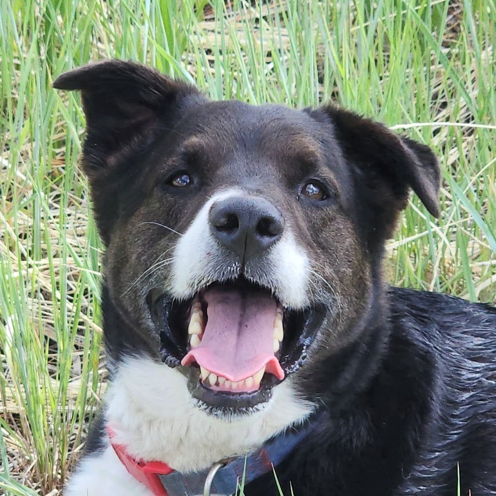 A picture of a black and white dog panting at the camera. The dog looks like it's smiling and has one ear perked and one floppy. 