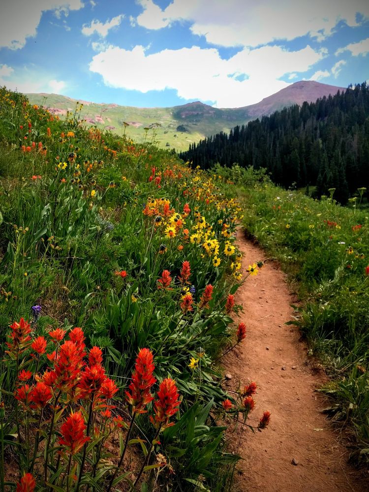 A flower covered trail ascending into a bright high meadow.