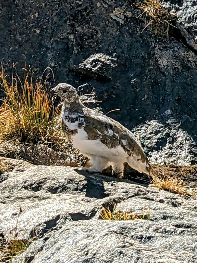 Close up of a Ptarmigan