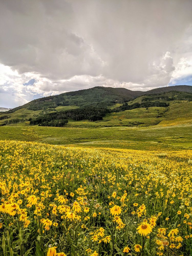 A grassy rolling hill covered in sunflowers.