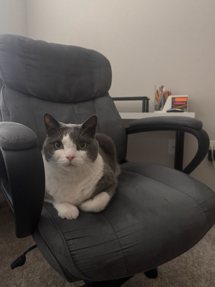 picture of my grey and white cat looking at the camera sitting like a loaf in a dark grey computer chair. behind him and the chair you can see a few office supplies atop a white desk. 