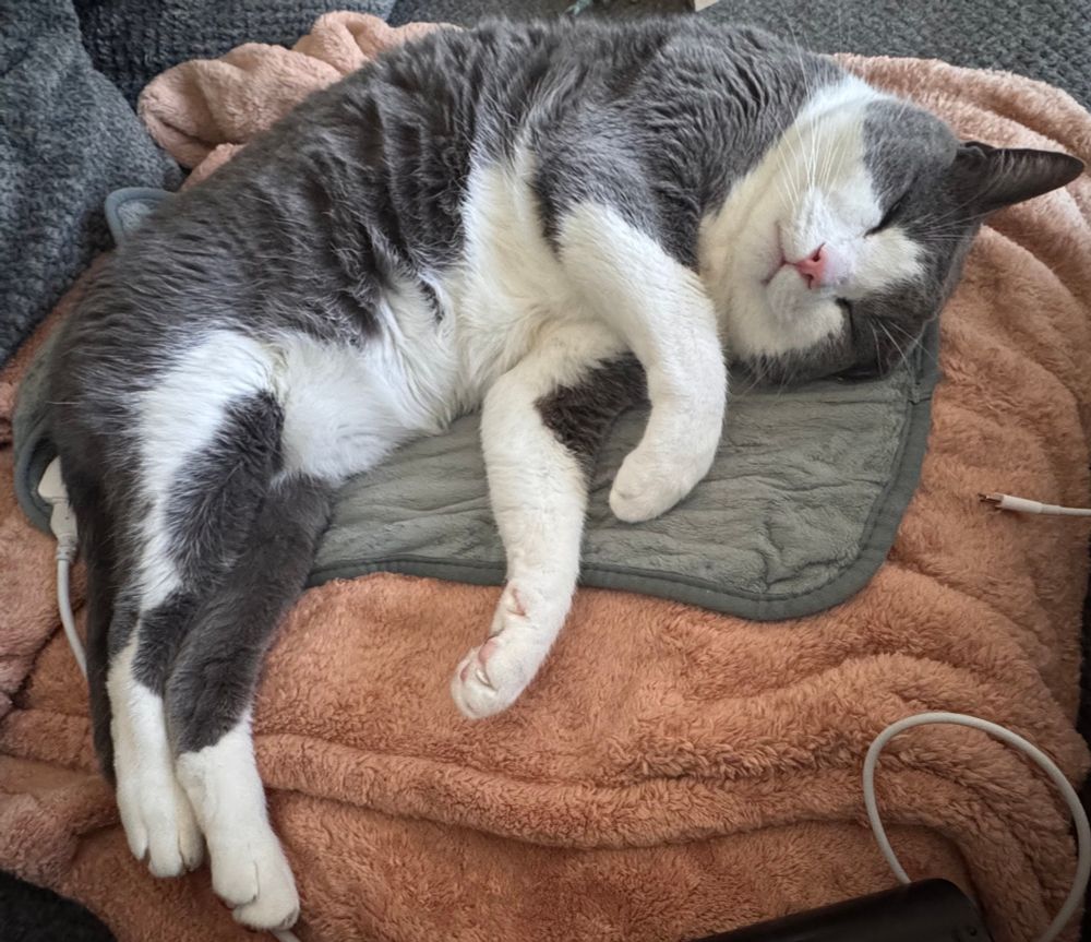 picture of my grey and white cat sleeping on a grey heating pad which is on a tan blanket. you can see a grey couch and parts of white cords as well. 