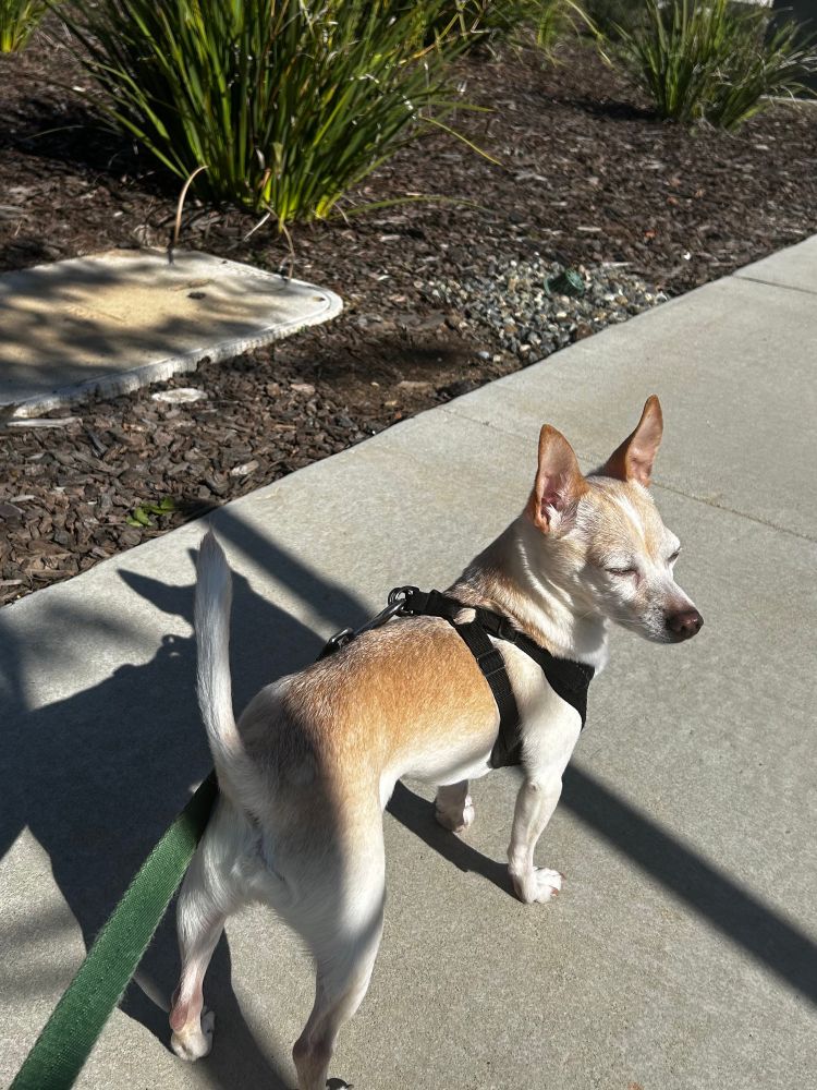 gooby the chihuahua in april 2025. he is basking in the california sunshine