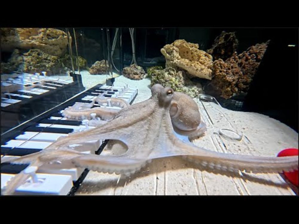 I’m giving up teaching my octopus piano