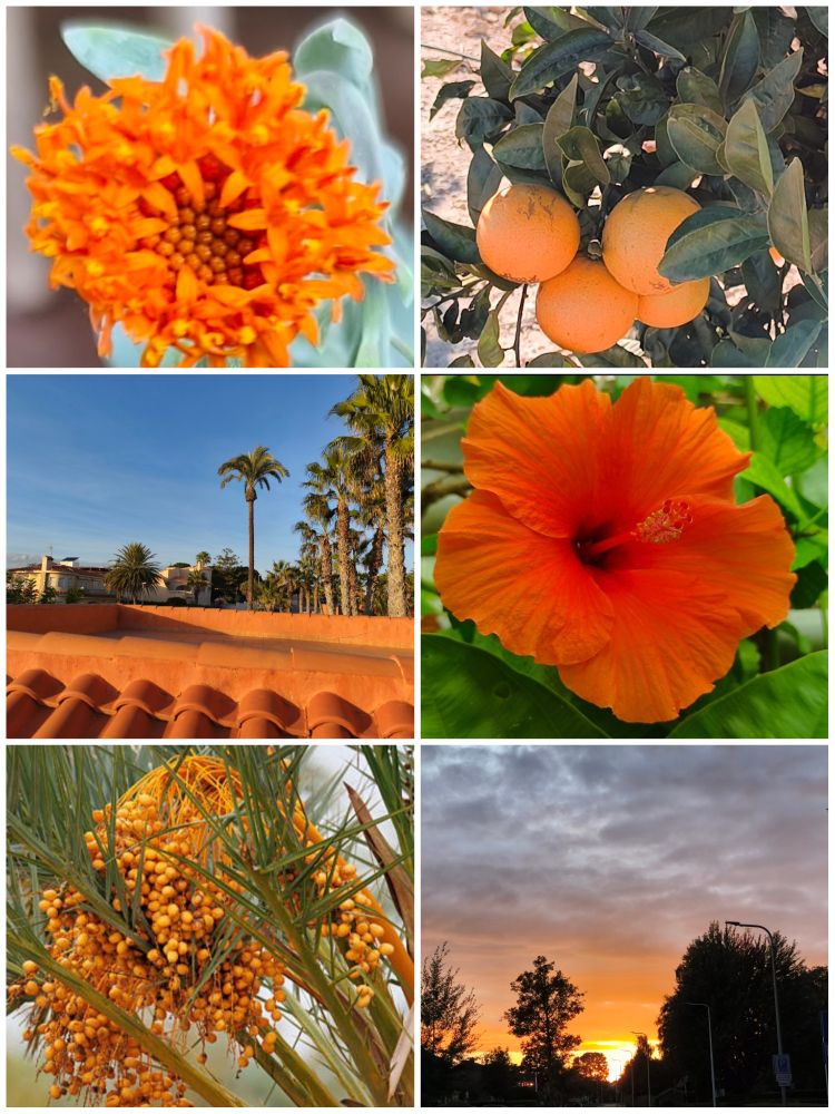 In het thema 'oranje': Bloem van de koraal senicio, drie sinaasappels aan de boom, terracotta dakpannen met een blauwe lucht en palmbomen erachter, Chinese roos, trossen dadels aan de palm, een geel-oranje zonsondergang.