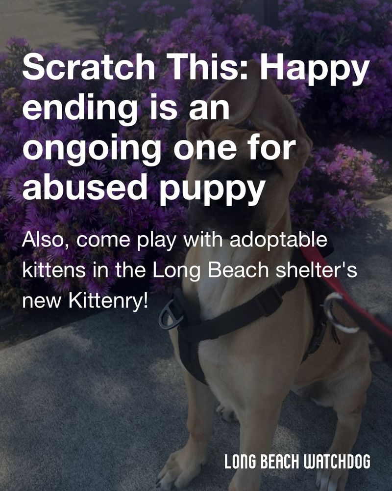 Scratch This: Happy ending is an ongoing one for abused puppy.
Also, come play with adoptable kittens in the Long Beach shelter's new Kittenry!