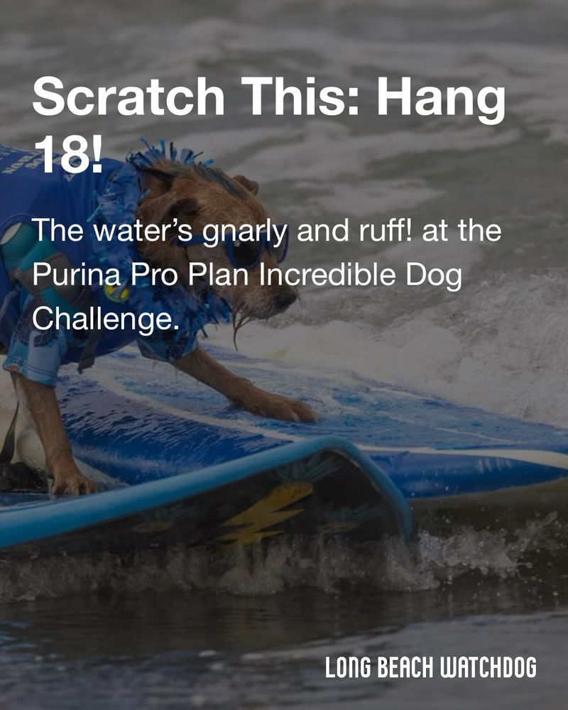 Scratch This: Hang 18!
The water’s gnarly and ruff! at the Purina Pro Plan Incredible Dog Challenge.