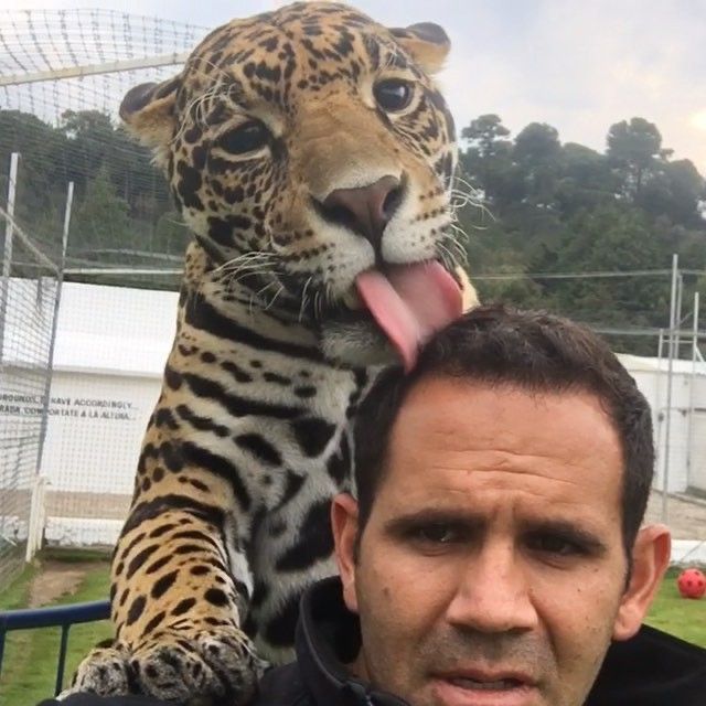 Jaguar licking a man’s head 