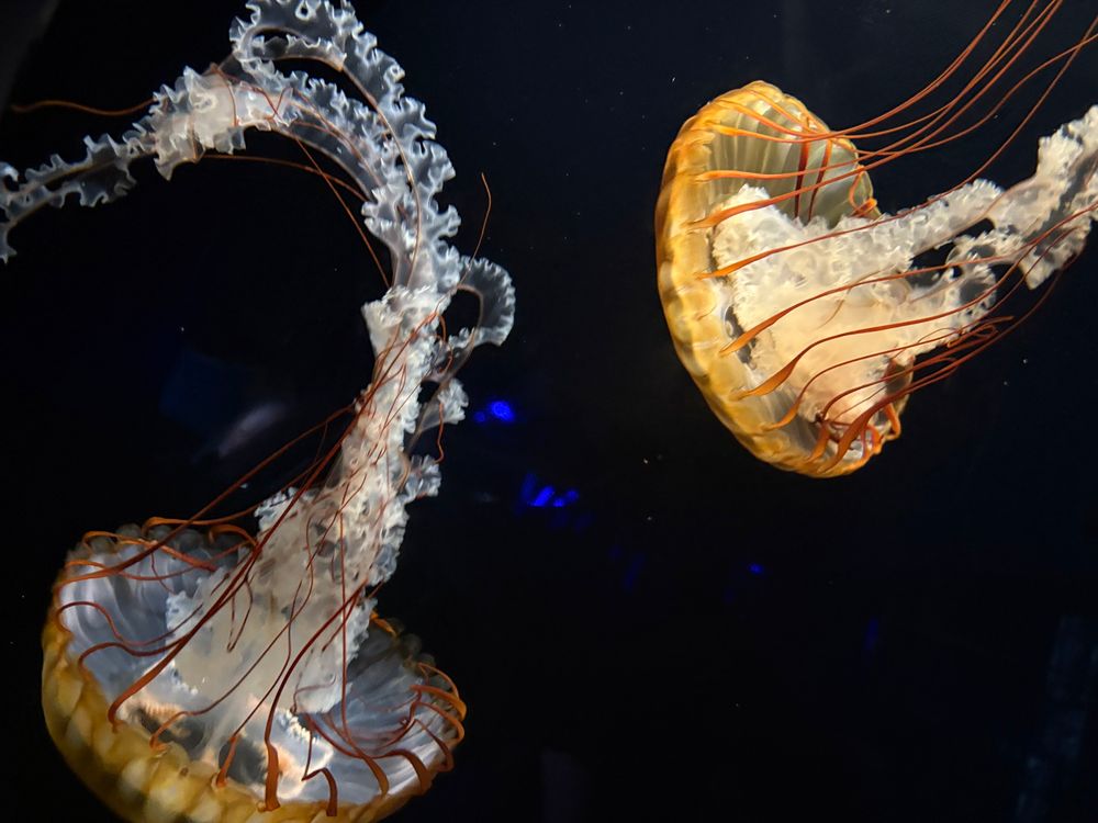 Two jellyfish swimming in their tank