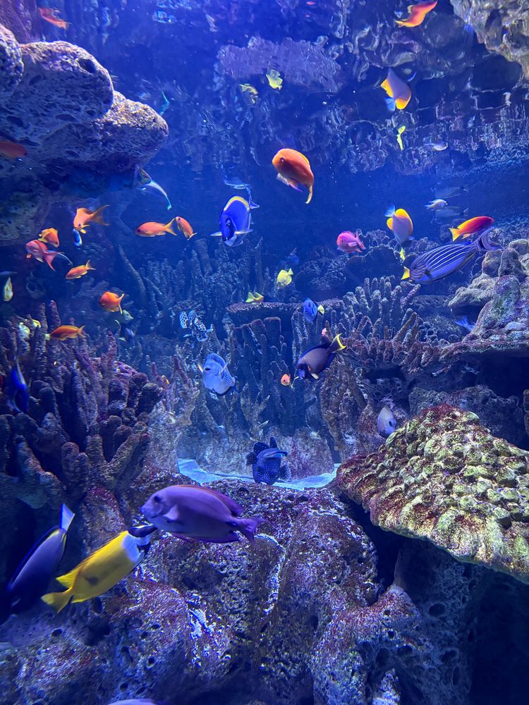 Large picture of an aquarium tank filled with various coral and fish