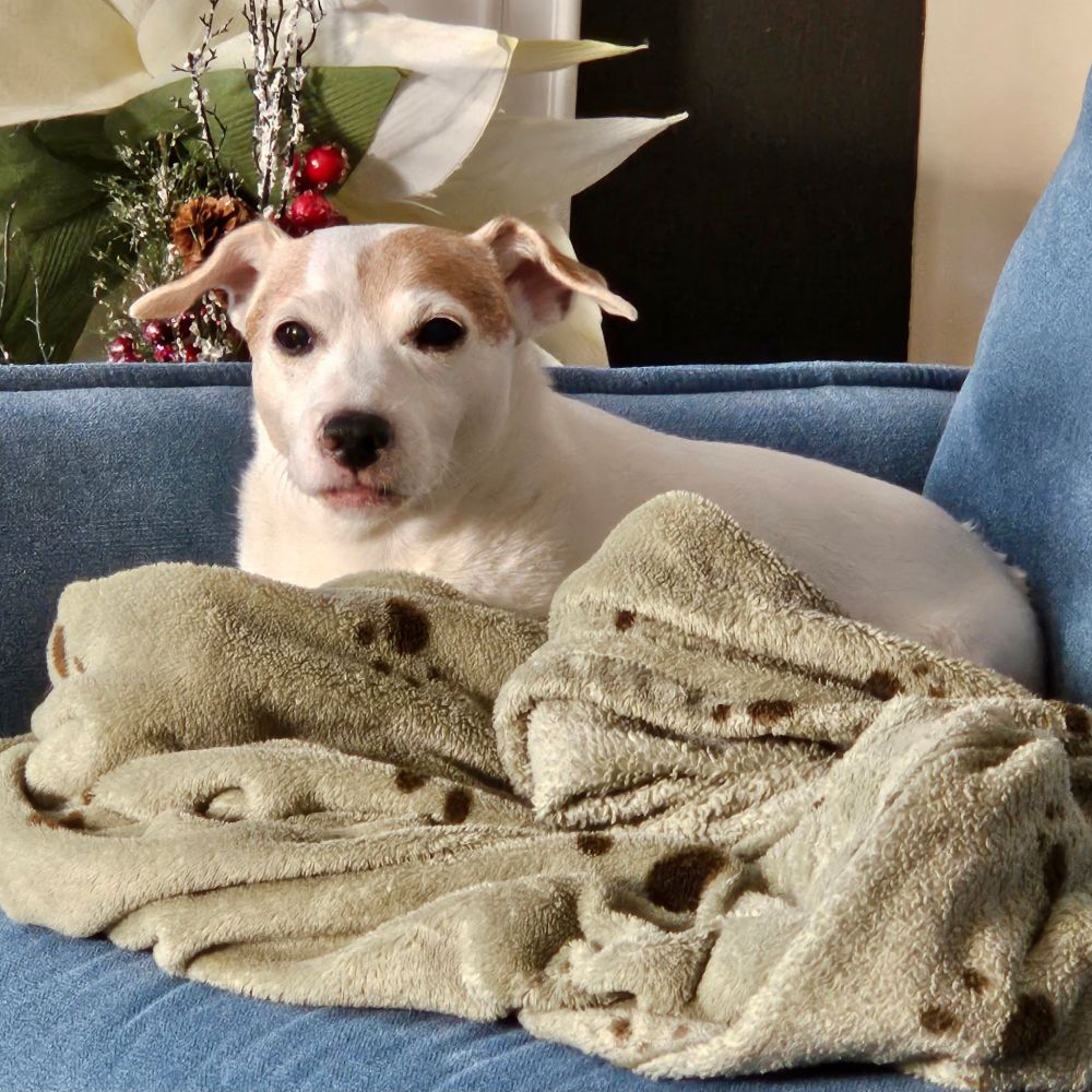 Scamper giving you the stink eye