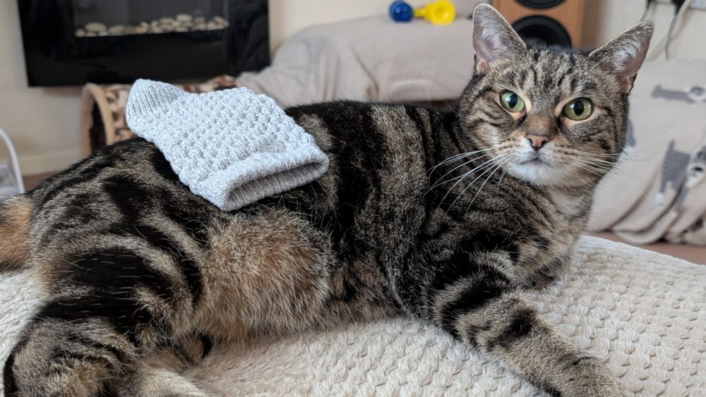 A cat laying down with a sock on top