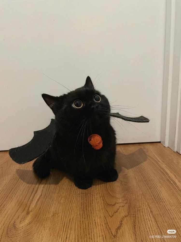 Um lindo gatinho preto fofinho com grandes olhos amarelos olhando para algo fixamente. Ele está usando asas pretas como se fosse o banguela do filme como treinar o seu dragão.