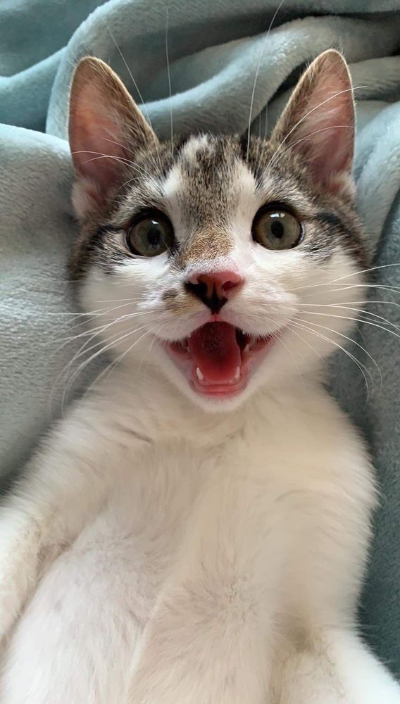Um gatinho branco com manchas rajadinhas na cabeça. Ele é muito lindo e tá dando um sorrisão para a foto.