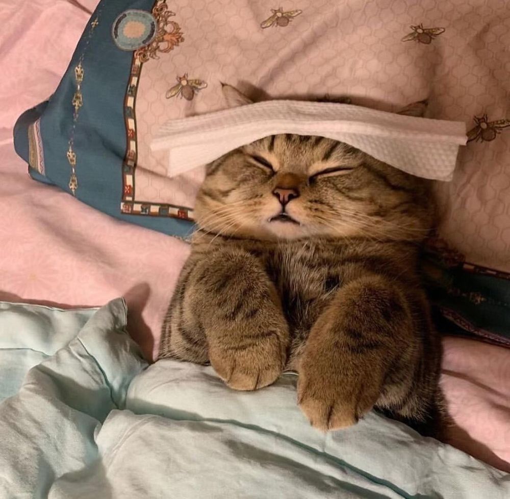 Um gatinho rajado todo fofo deitado enroladinho na cama e com um lenço umedecido na cabeça. 