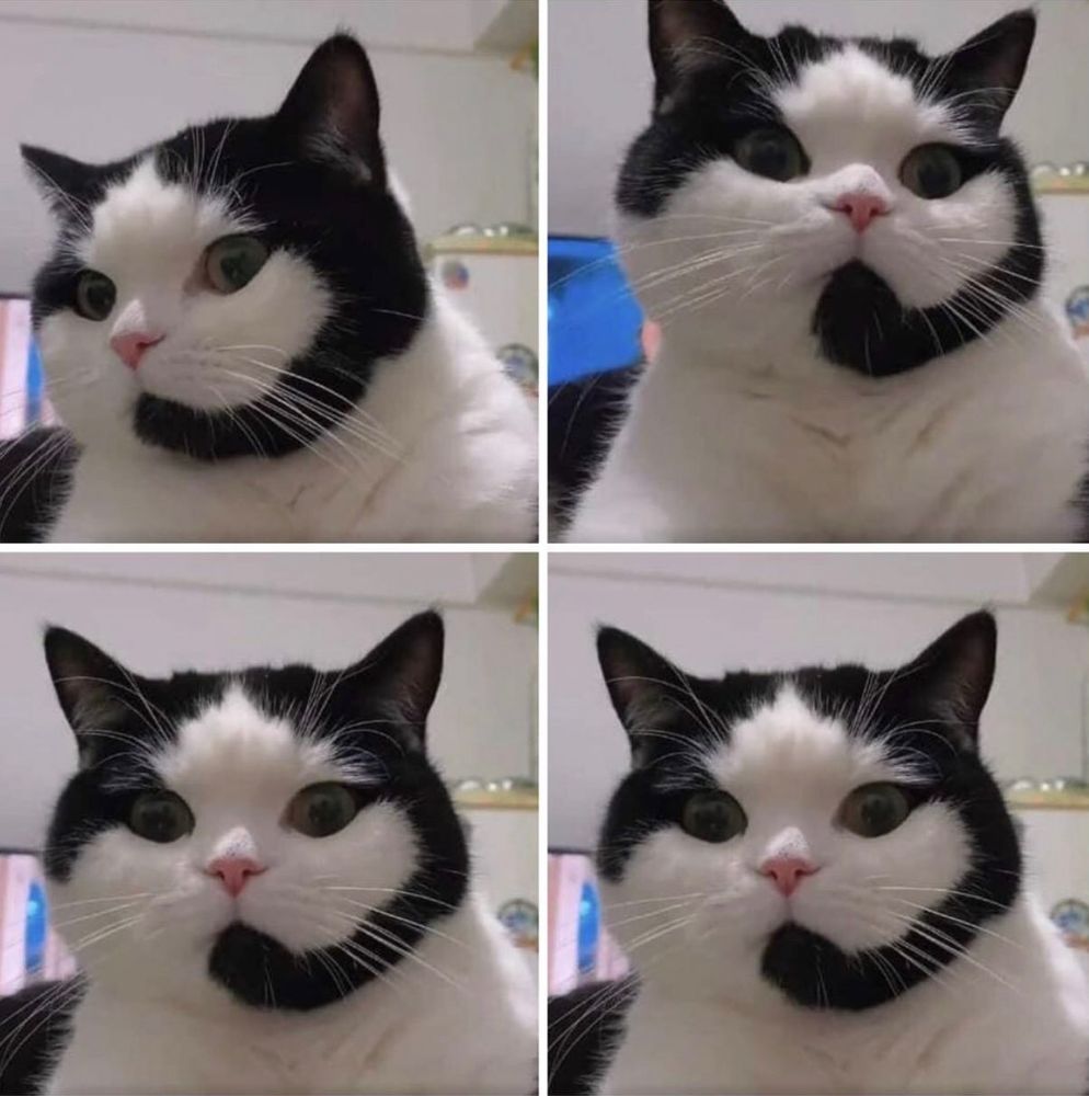 Um gatinho branco com manchas pretas todo fofinho, ele tem uma mancha pretinha no rosto e nas orelhinhas que parecem um headset tipo aqueles de telemarketing.