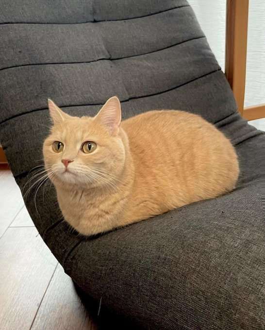 Um lindo gatinho laranja todo fofo deitado escondendo as patinhas, desse jeito que ele está deitado ele parece um pão.