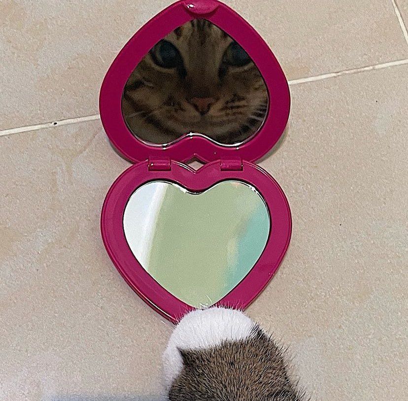 Que gatinho fofo, ta apaixonado pela própria imagem.