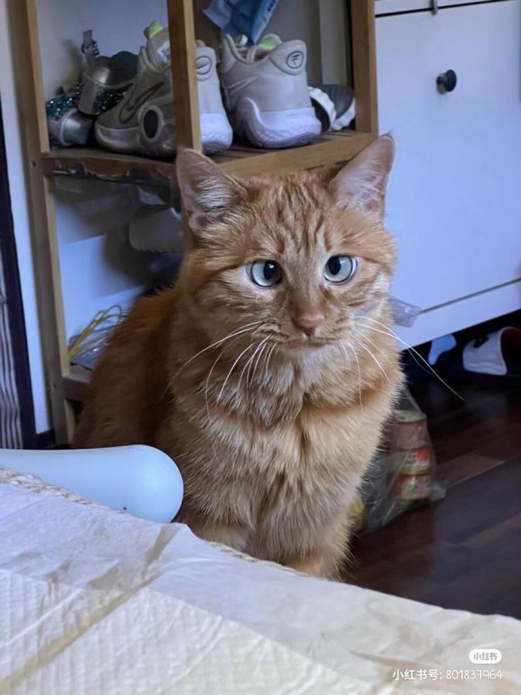 Um gatinho laranjinha muito fofinho com os olhos azuis vesguinhos.