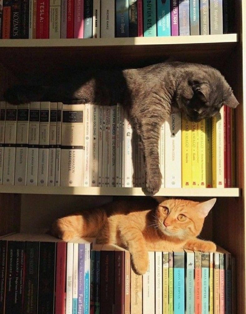 Dois gatinhos brincando numa estante de livros, um no andar mais acima e o outro abaixo, o que está em cima é um gatinho cinza que está mexendo com o laranjinha que está embaixo.
