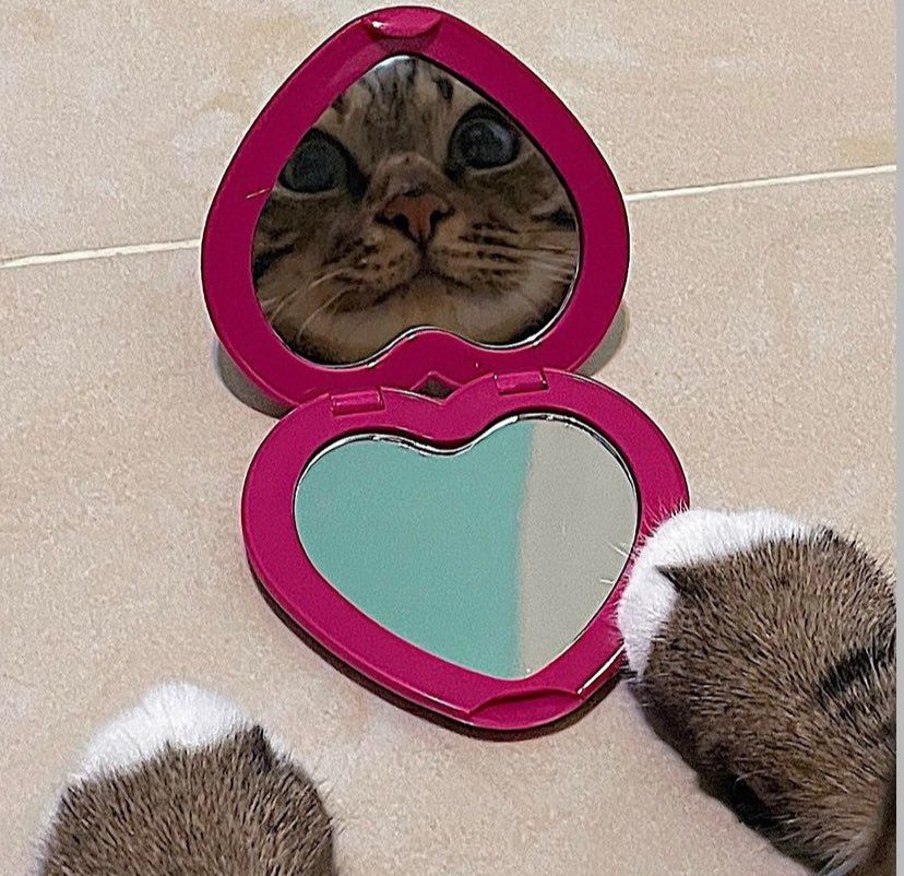 Um gatinho rajadinho com manchas brancas na patinha olhando para um espelho em formato de coração.