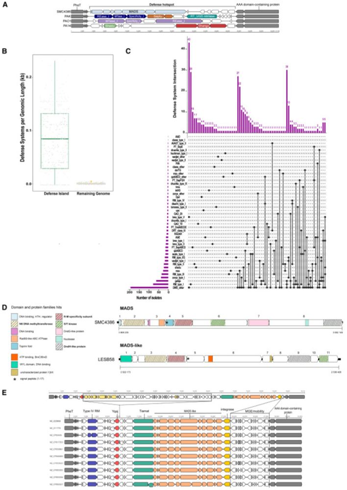 The bacterial defense system MADS interacts with CRISPR-Cas to limit phage infection and escape