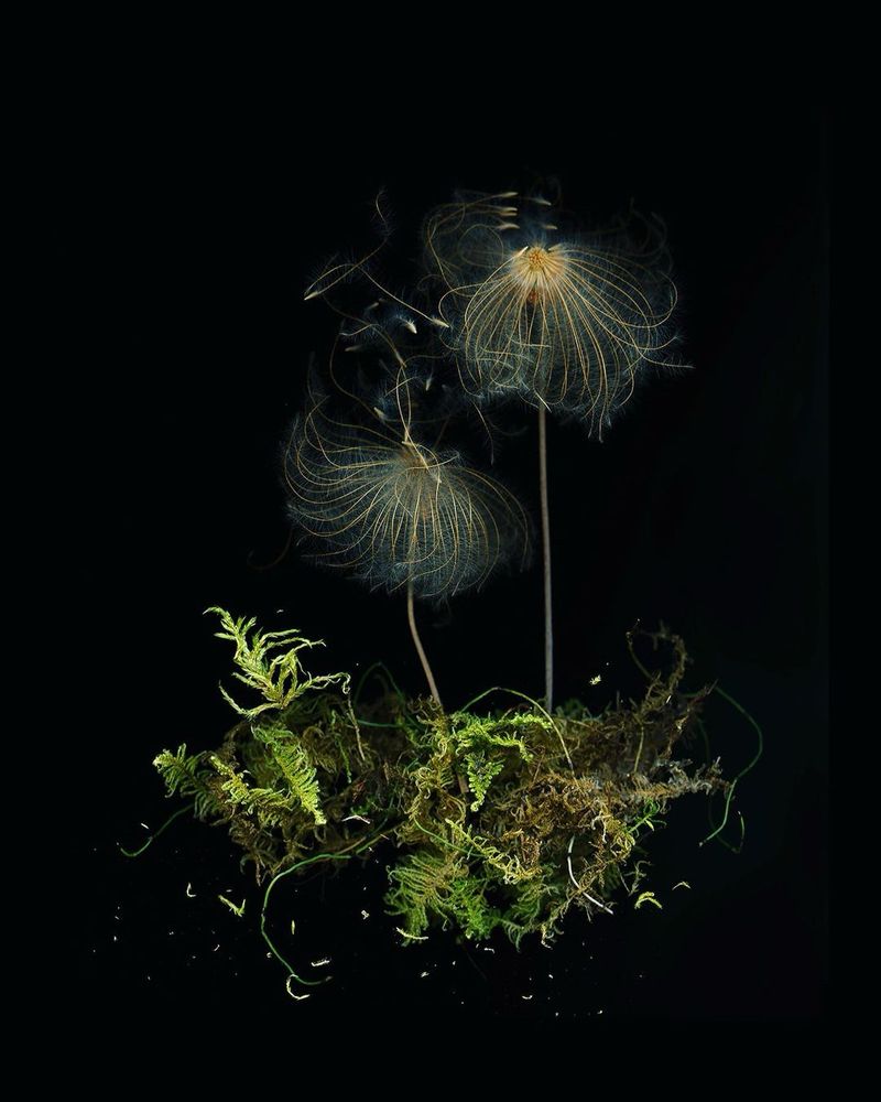 Two stalks bearing enormous fluffy seed-heads, surrounded by little curlicues of moss at the bottom, against a black background
