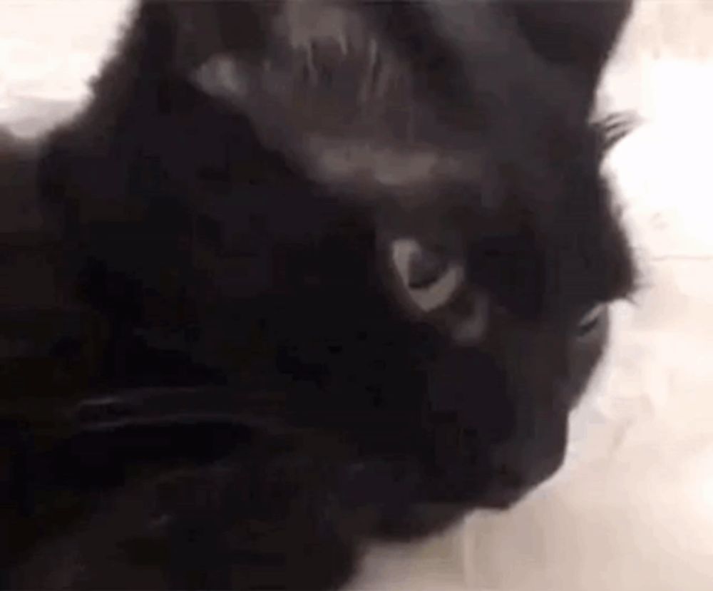 a close up of a black cat 's face with white eyes .