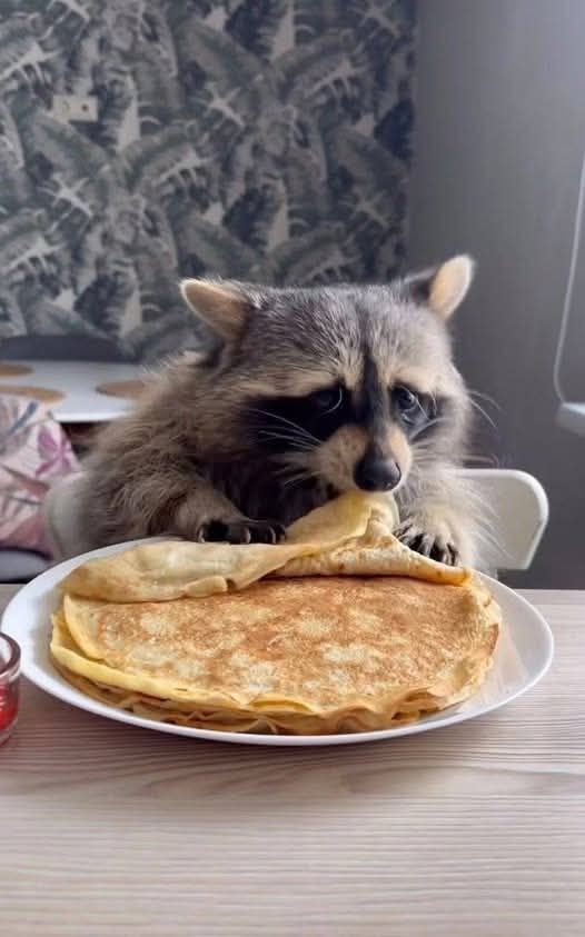 A raccoon eating crepes off a plate