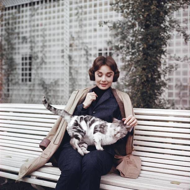 A large cat on Hepburn‘s lap; she’s sitting on a park bench 