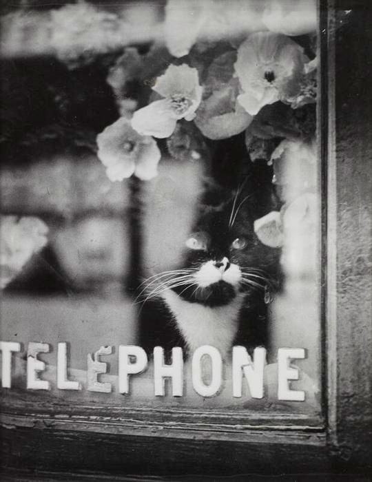 A black & white cat inside a window in a florist shop. On the outside of the window: "Telephone".