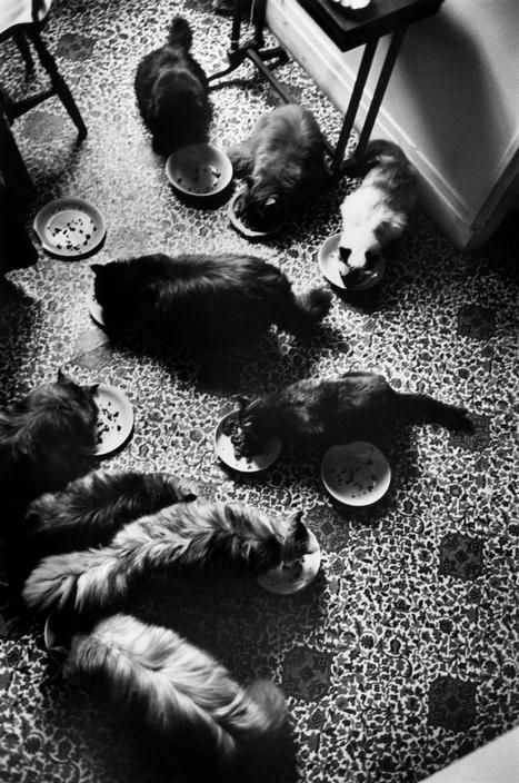 A dozen of Fini's Persians, eating their dinner from many supper dishes in Fini's kitchen.