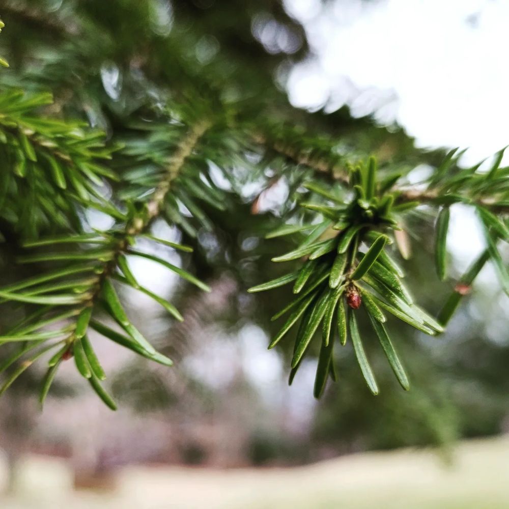 A closeup to the edge of a pine tree branch