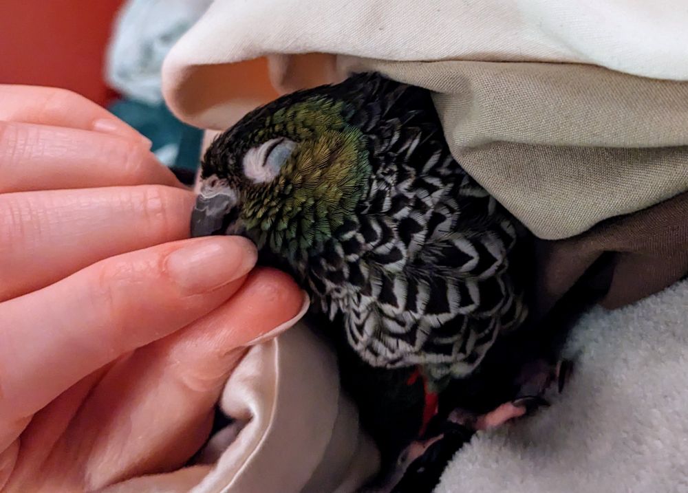 Maggie the black cap conure cuddled up under some white sheets, sitting on my grey fleece hoodie with her beak in my fingers. Her eyes are closed and she's in bliss.