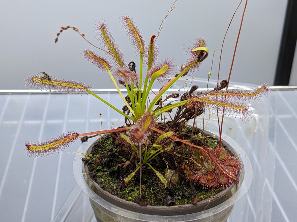 A photo of a medium sized cape sundew, with one conifer seed bug stuck on a sundew leaf that hasn't yet reacted, and another bug with the sundew leaf curling around it.