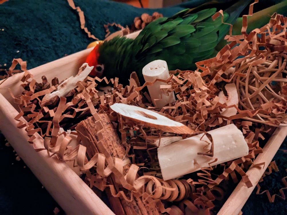 Niko the gold cap conure digging into a wooden foraging box full of natural materials like shredded brown paper, sola sticks and banana leaf bundles. He's buried pretty deep into the box.
