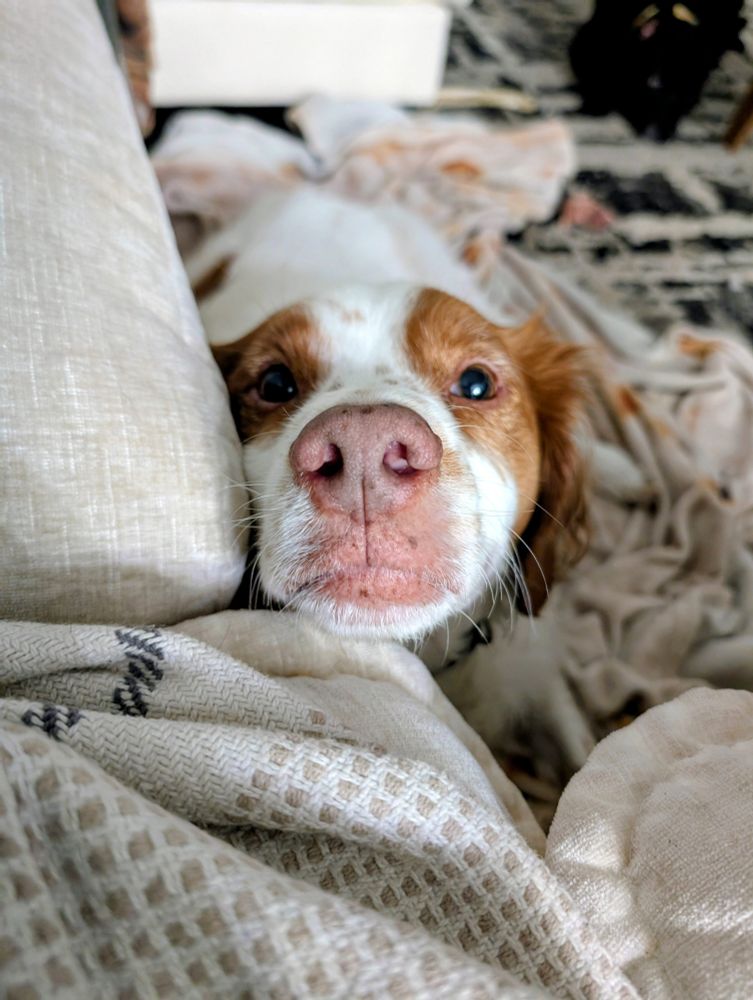 A red and white Brittany Spaniel is laying on the floor, with his head looking up at me on the couch. He has a pretty neutral expression.