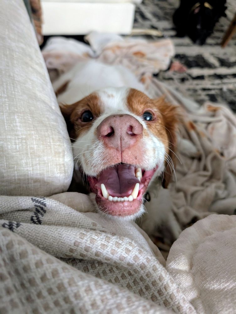 The same Brittany Spaniel is still laying on the ground but now has a big smile on his face after I told him he is stinky